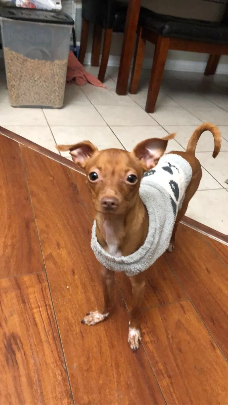 Lost dog in Reseda, CA, 91335