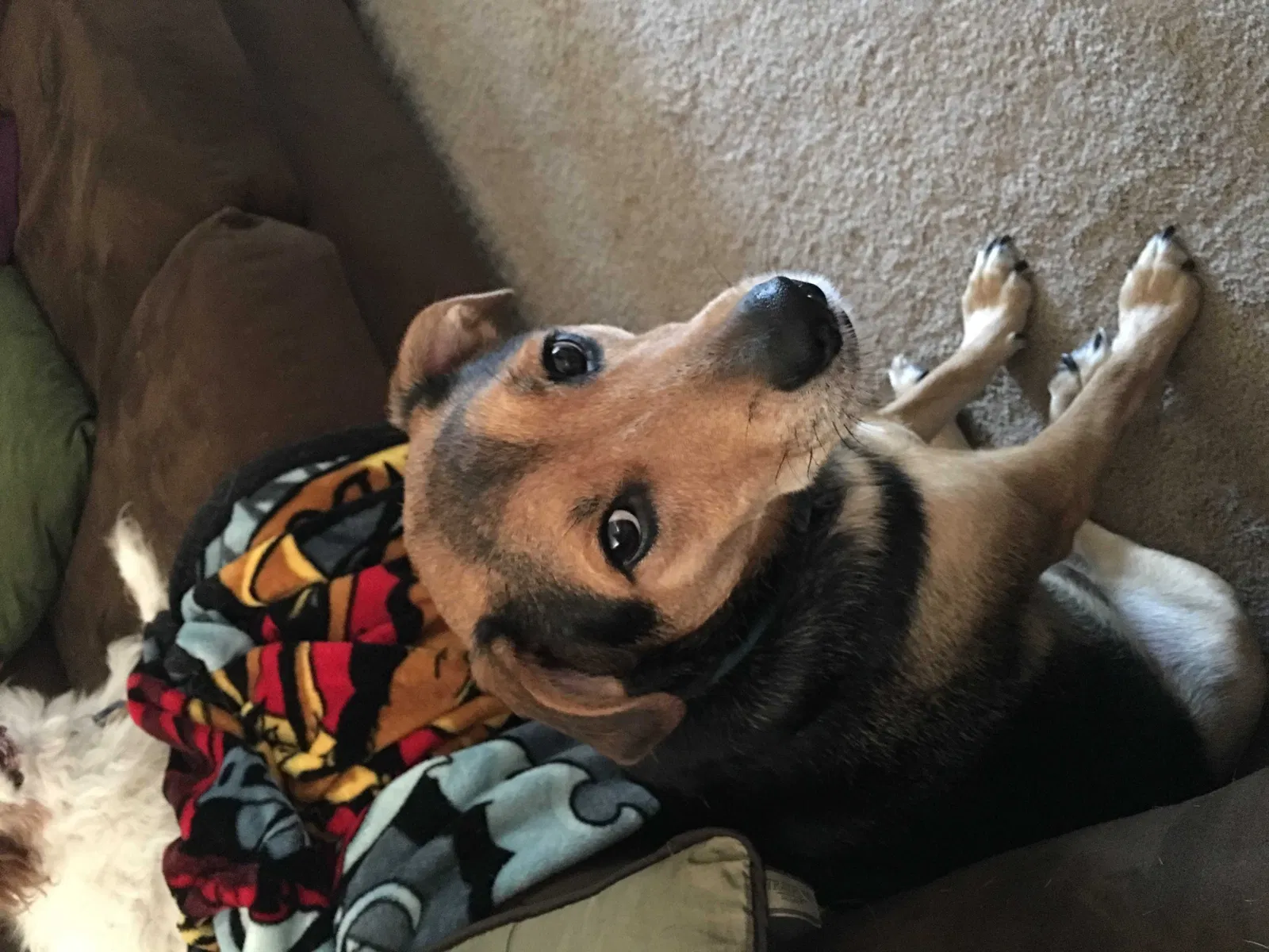 Lost dog in Saint Johns, FL, 32259