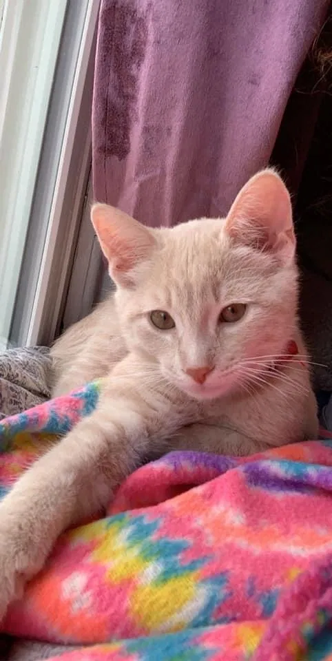 Lost cat in Elmira, NY, 14901