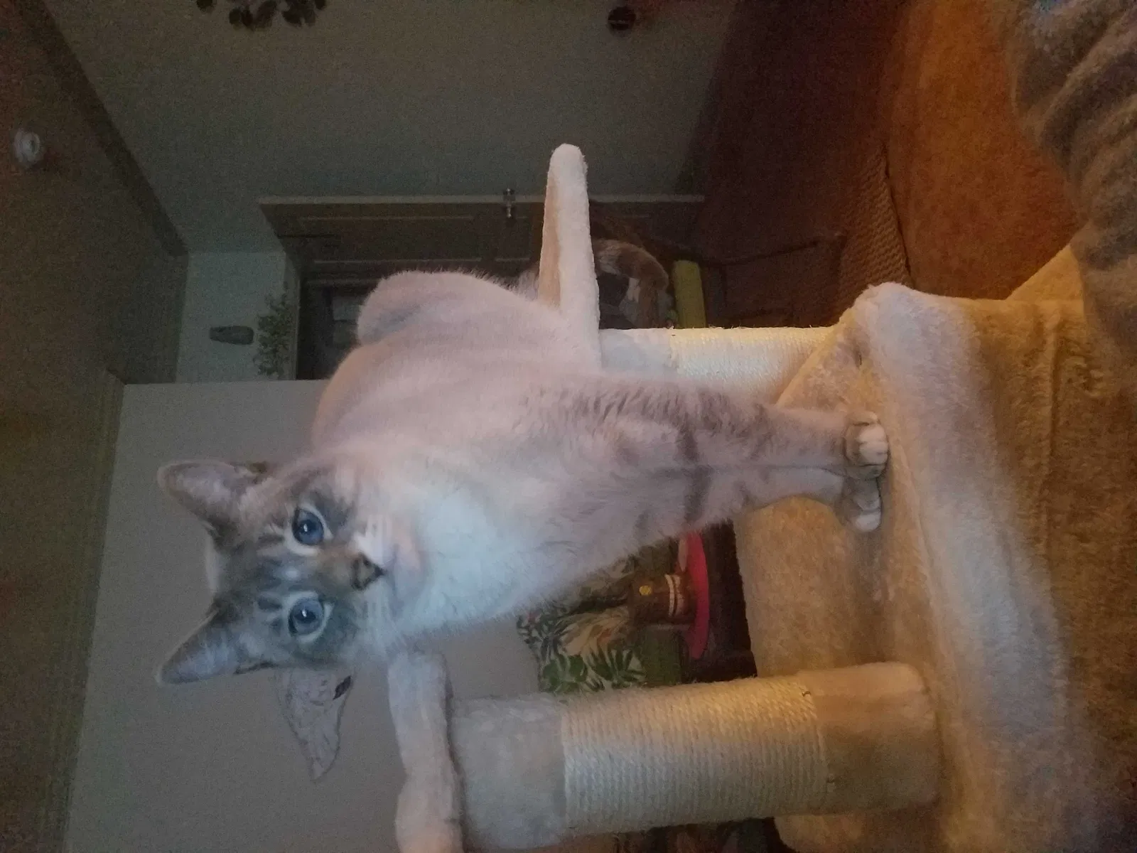 Lost cat in Sebastian, FL, 32958
