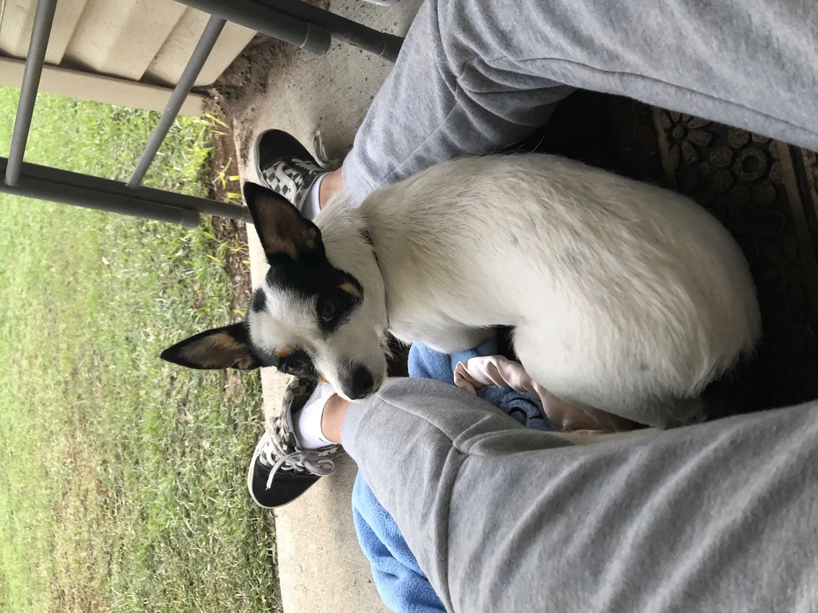 Lost dog in Lafayette, LA, 70501