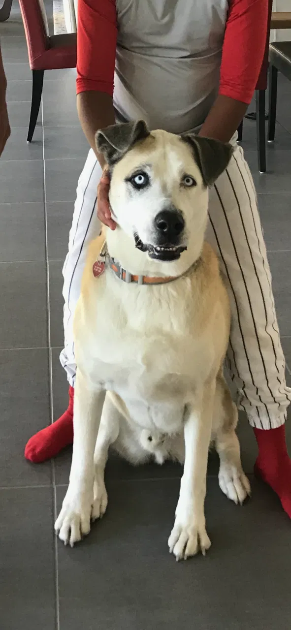 Lost dog in El Paso, TX, 79912