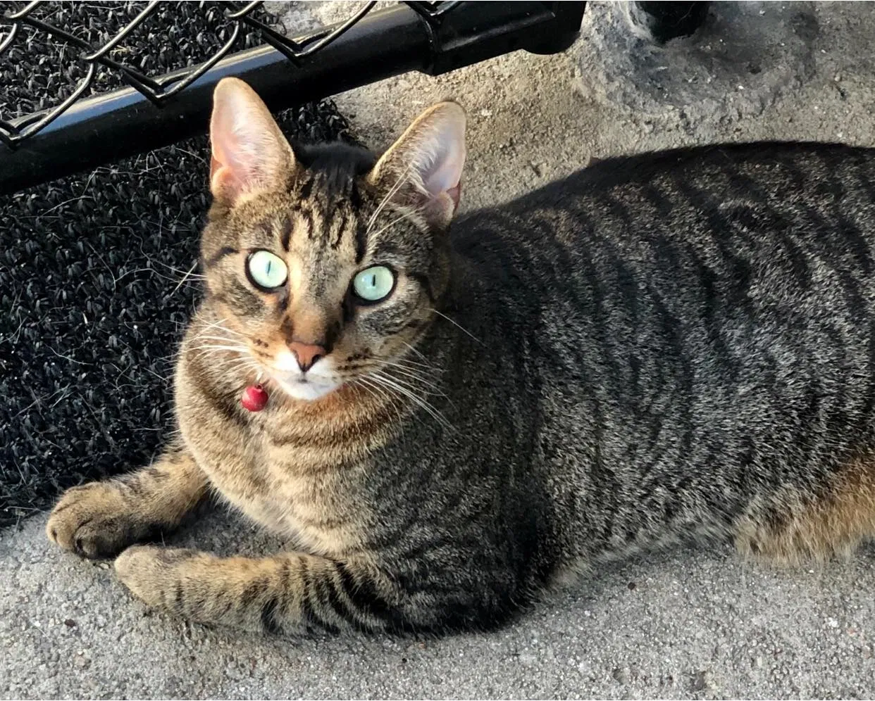 Lost cat in Vandalia, OH, 45377