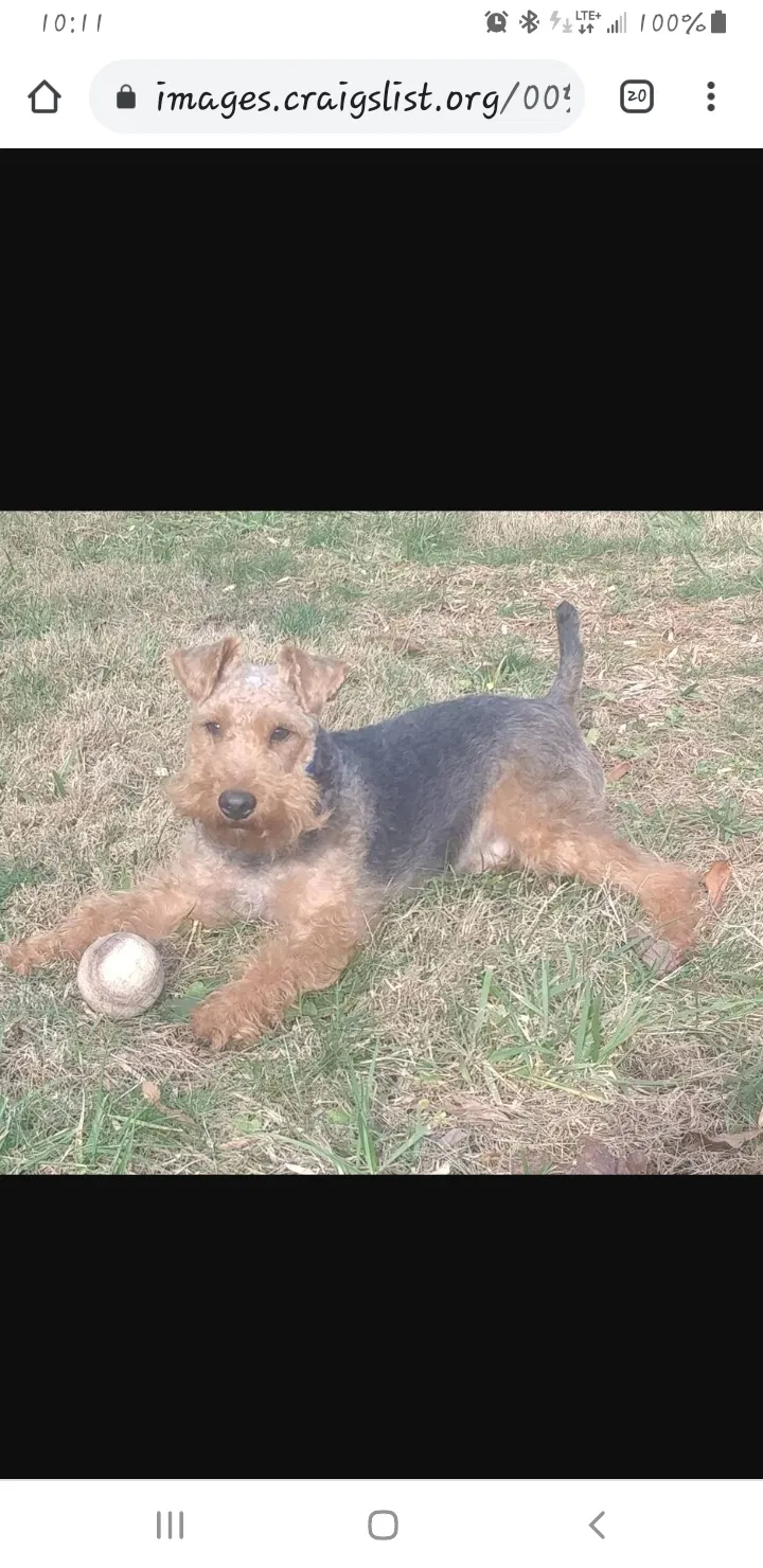 Lost dog in Winston Salem, NC, 27106