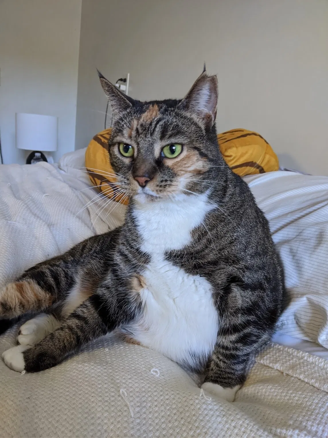 Lost cat in Clermont, FL, 34714