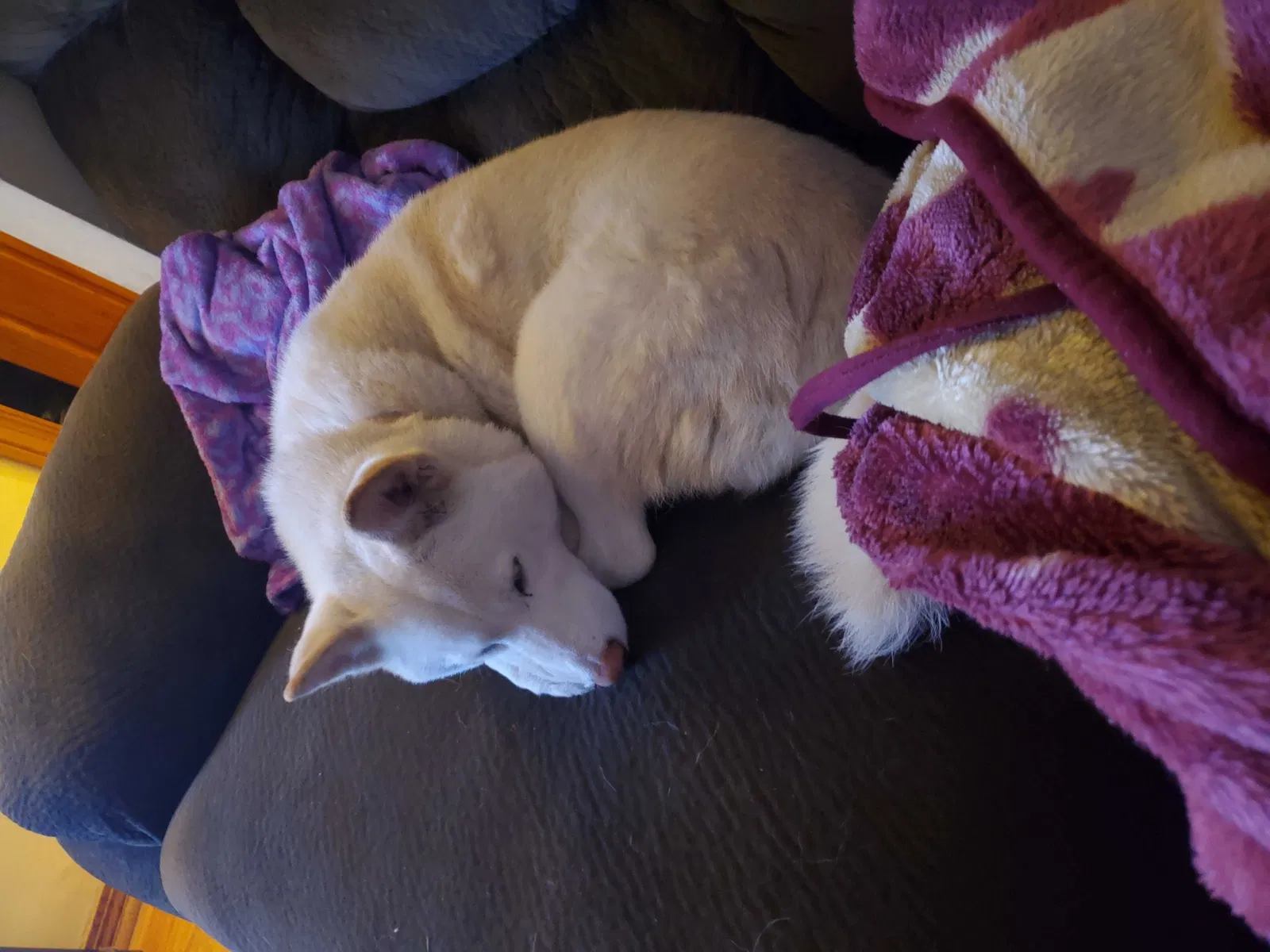 Lost dog in Columbus, OH, 43204