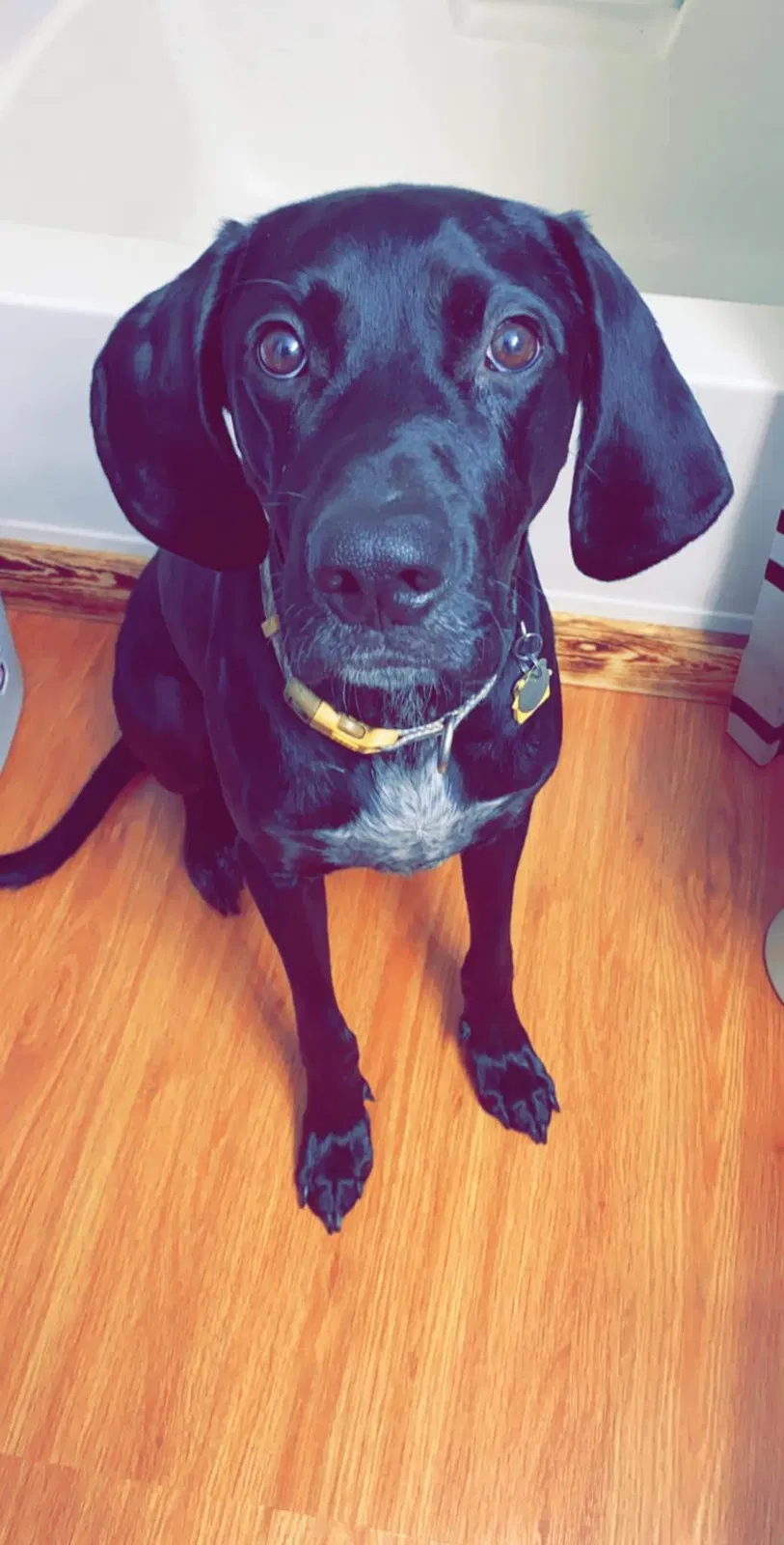 Lost dog in Cyrus, MN, 56323