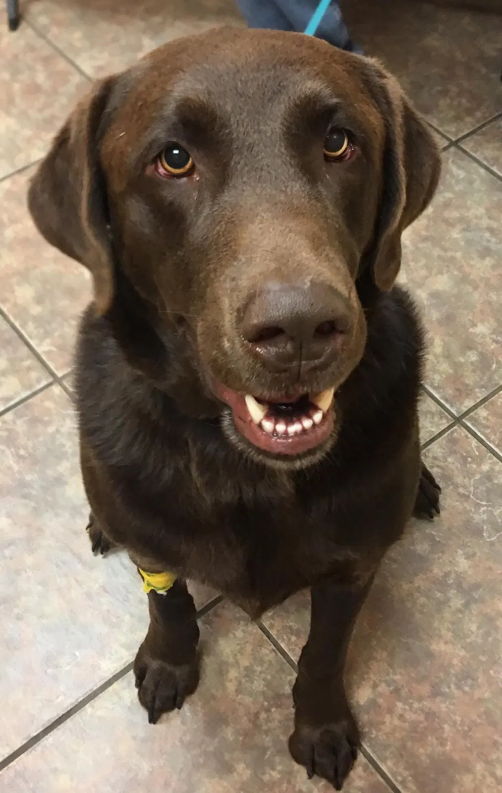 Lost dog in Brighton, TN, 38011