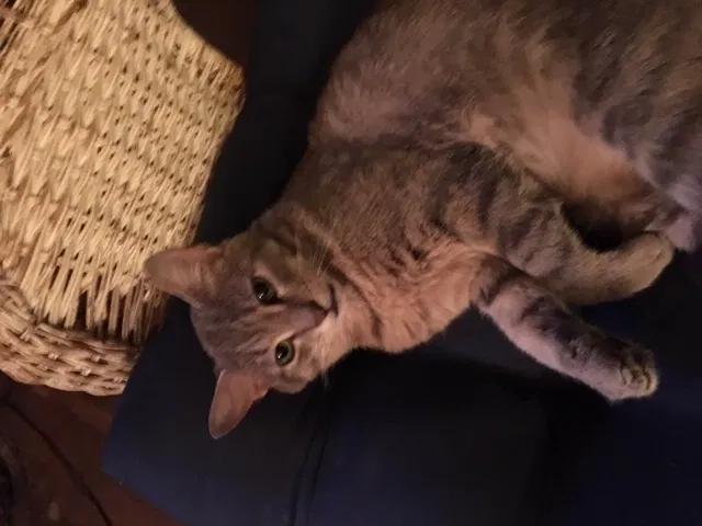 Lost cat in Columbus, OH, 43224