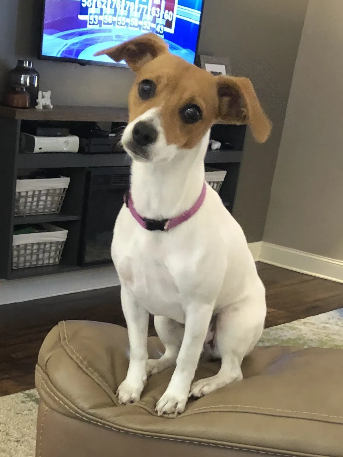 Lost dog in Cambridge, OH, 43725