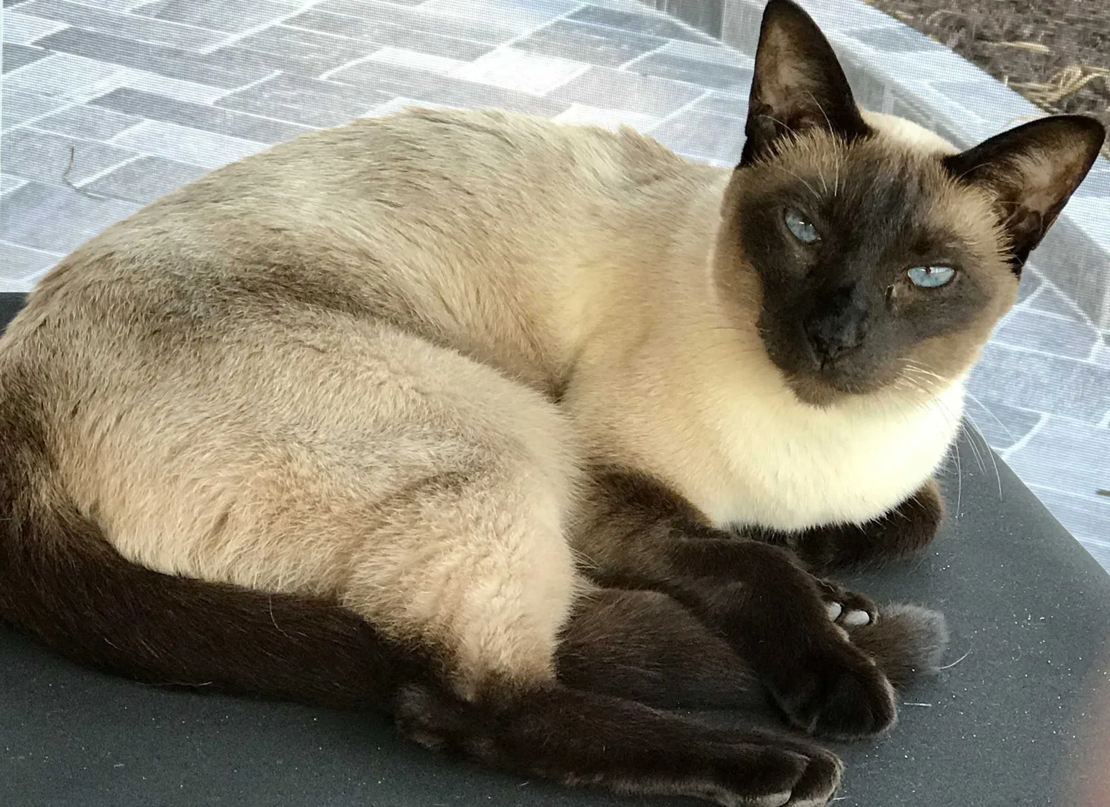 Lost cat in North Port, FL, 34287