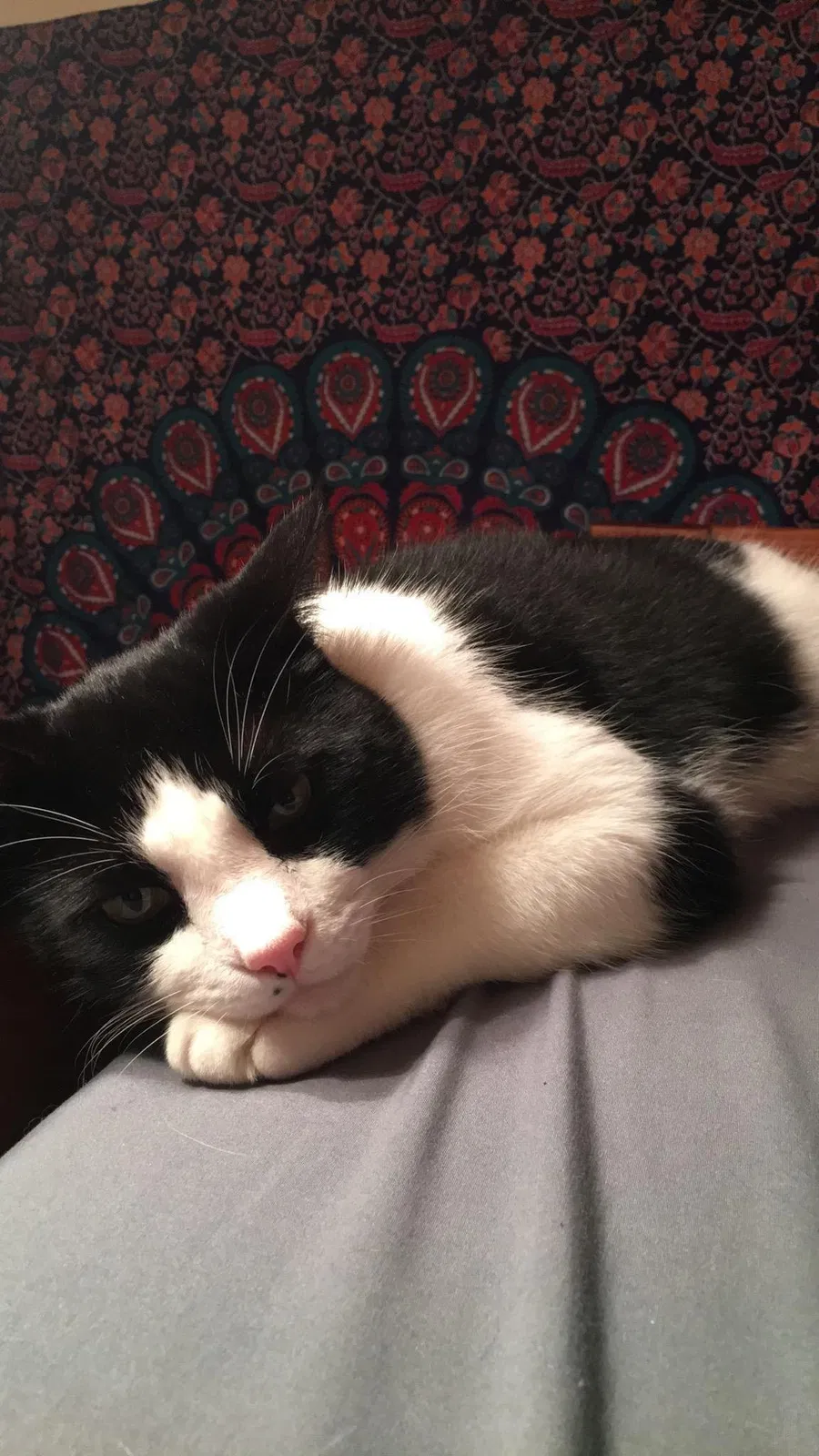 Lost cat in Maple Valley, WA, 98038
