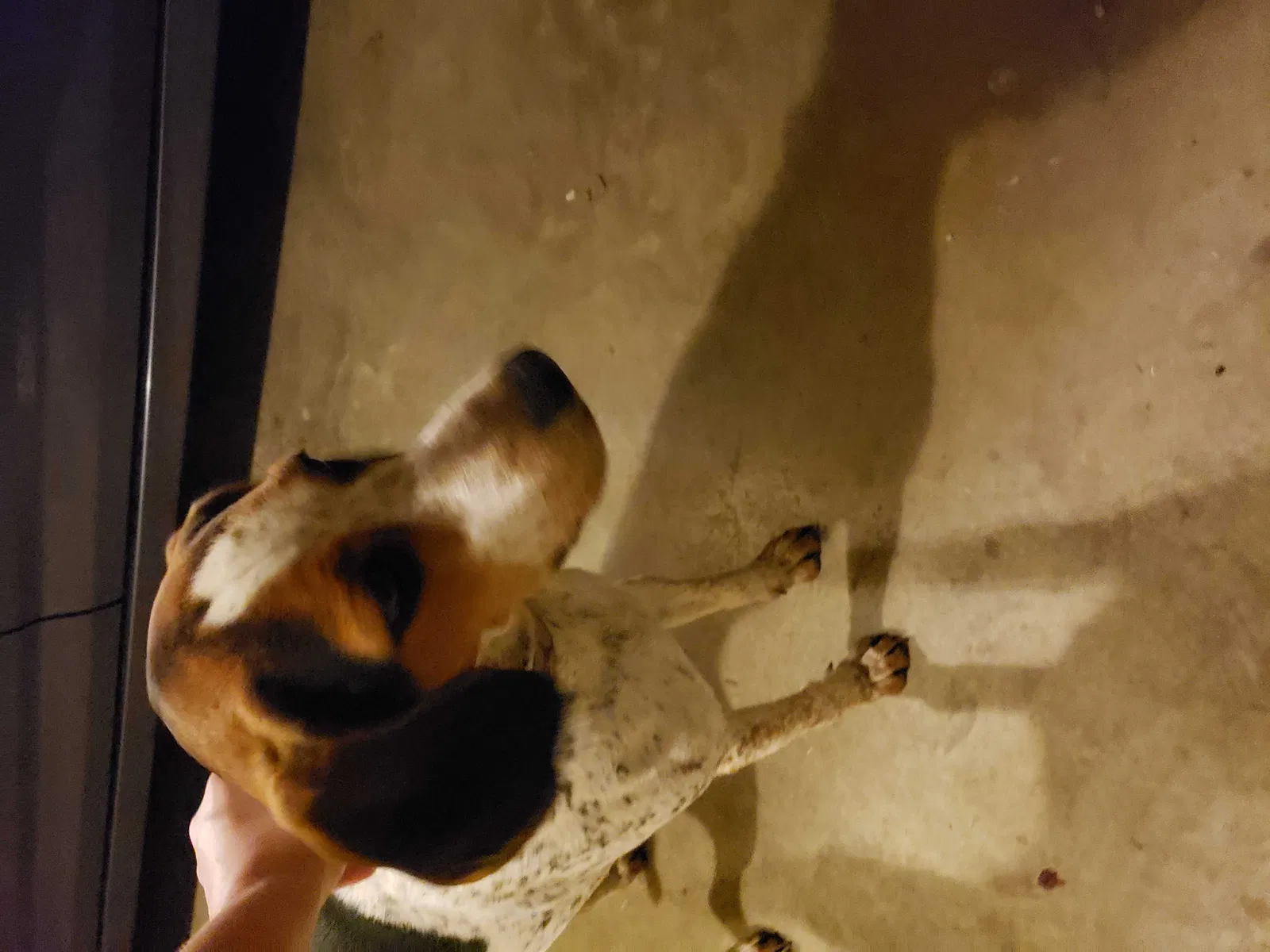 Found dog in Nesbit, MS, 38651