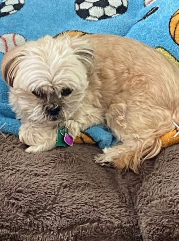 Lost dog in Montgomery, AL, 36117
