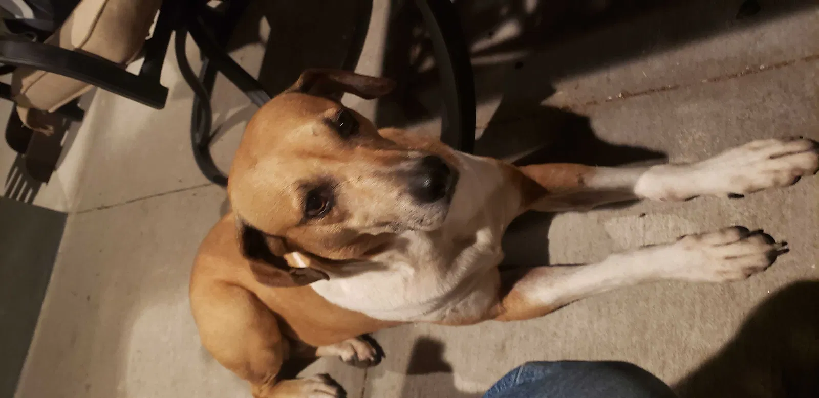 Found dog in Williston, FL, 32696