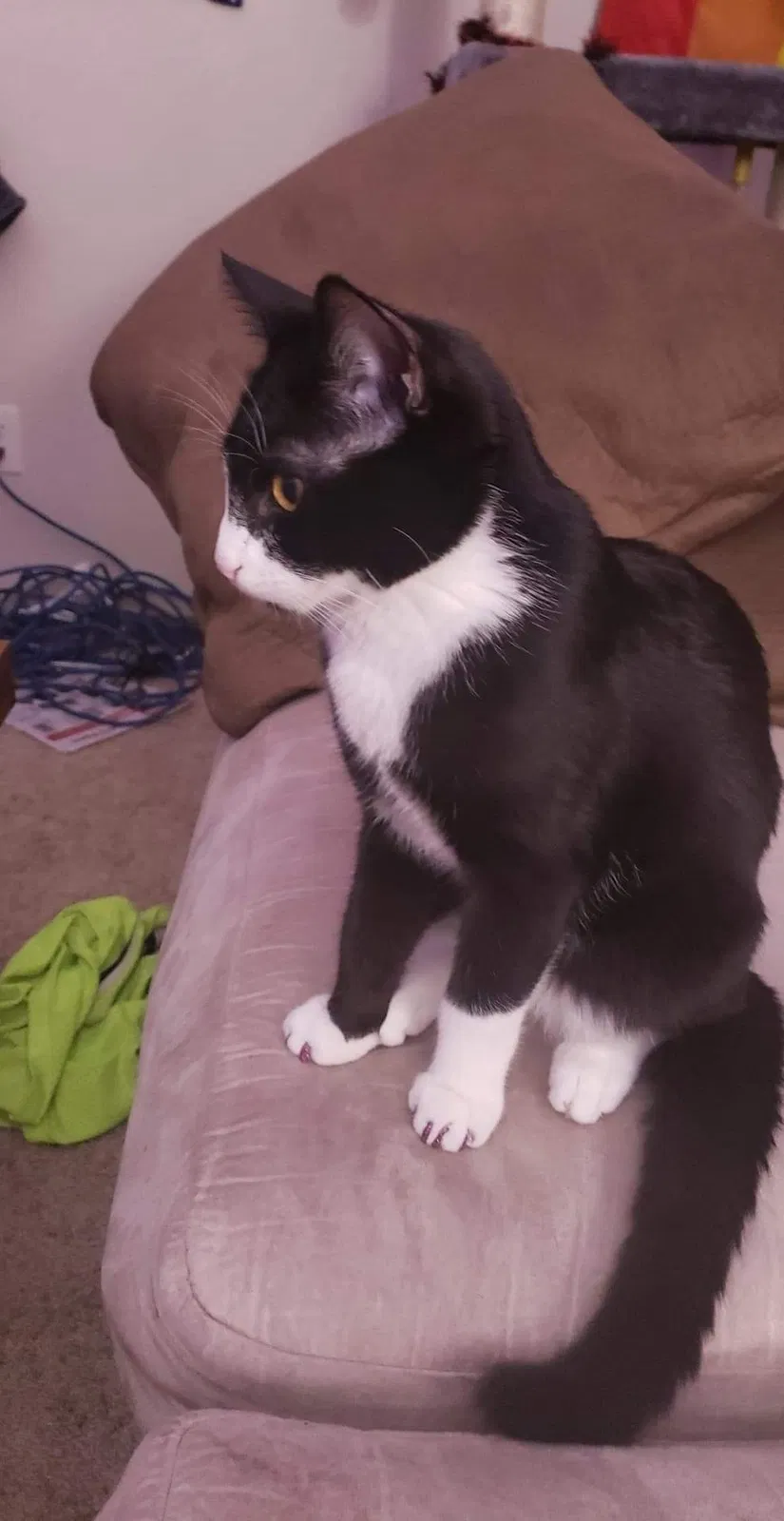 Lost cat in Ankeny, IA, 50021