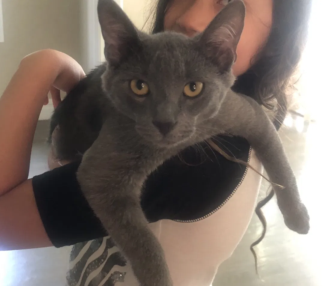 Lost cat in Easton, CT, 6612