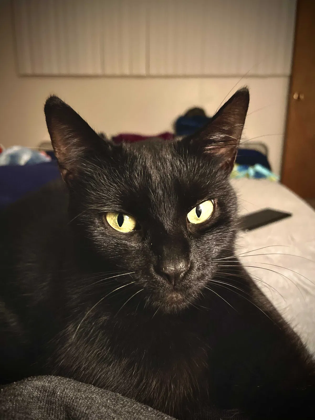 Lost cat in Portland, OR, 97222