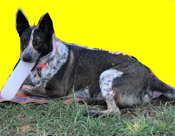 Lost dog in Waco, TX, 76705