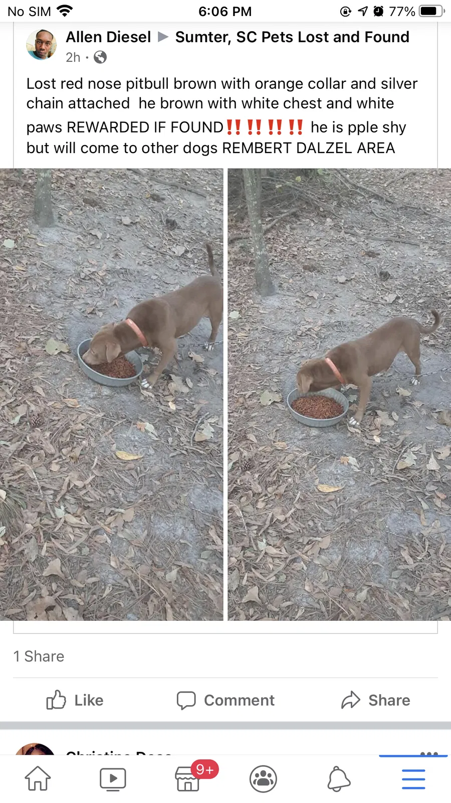 Lost dog in Rembert, SC, 29128