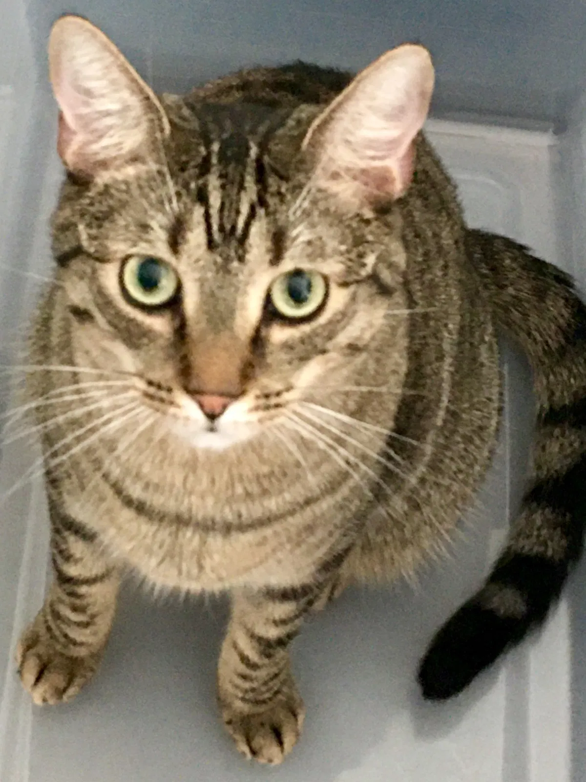 Lost cat in San Dimas, CA, 91773