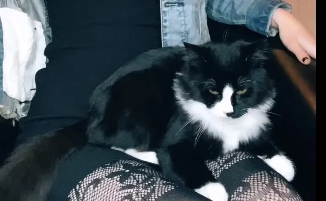 Lost cat in Fairmont, WV, 26554