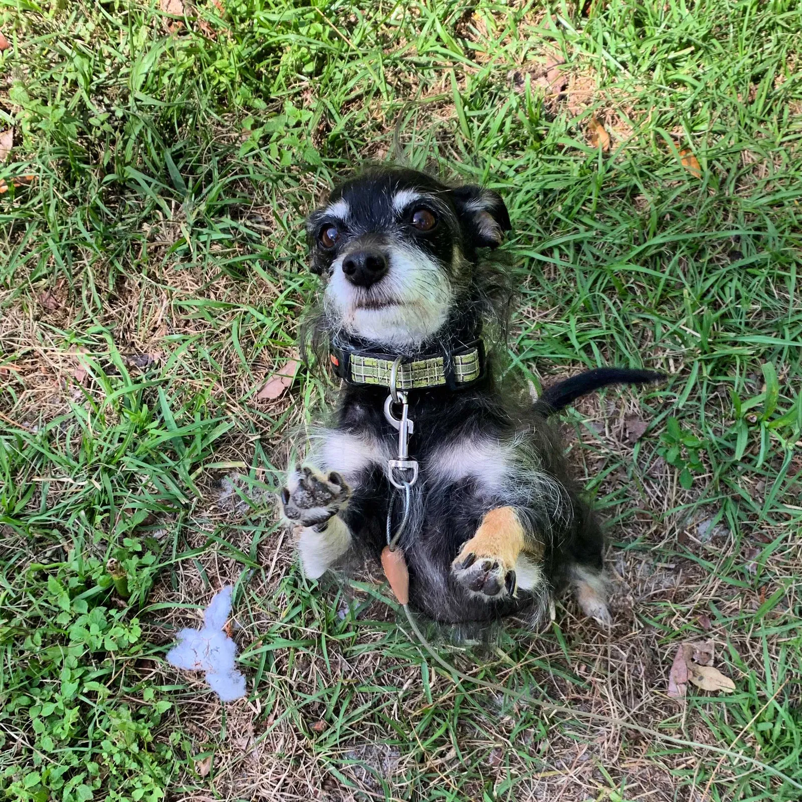 Lost dog in Orlando, FL, 32822