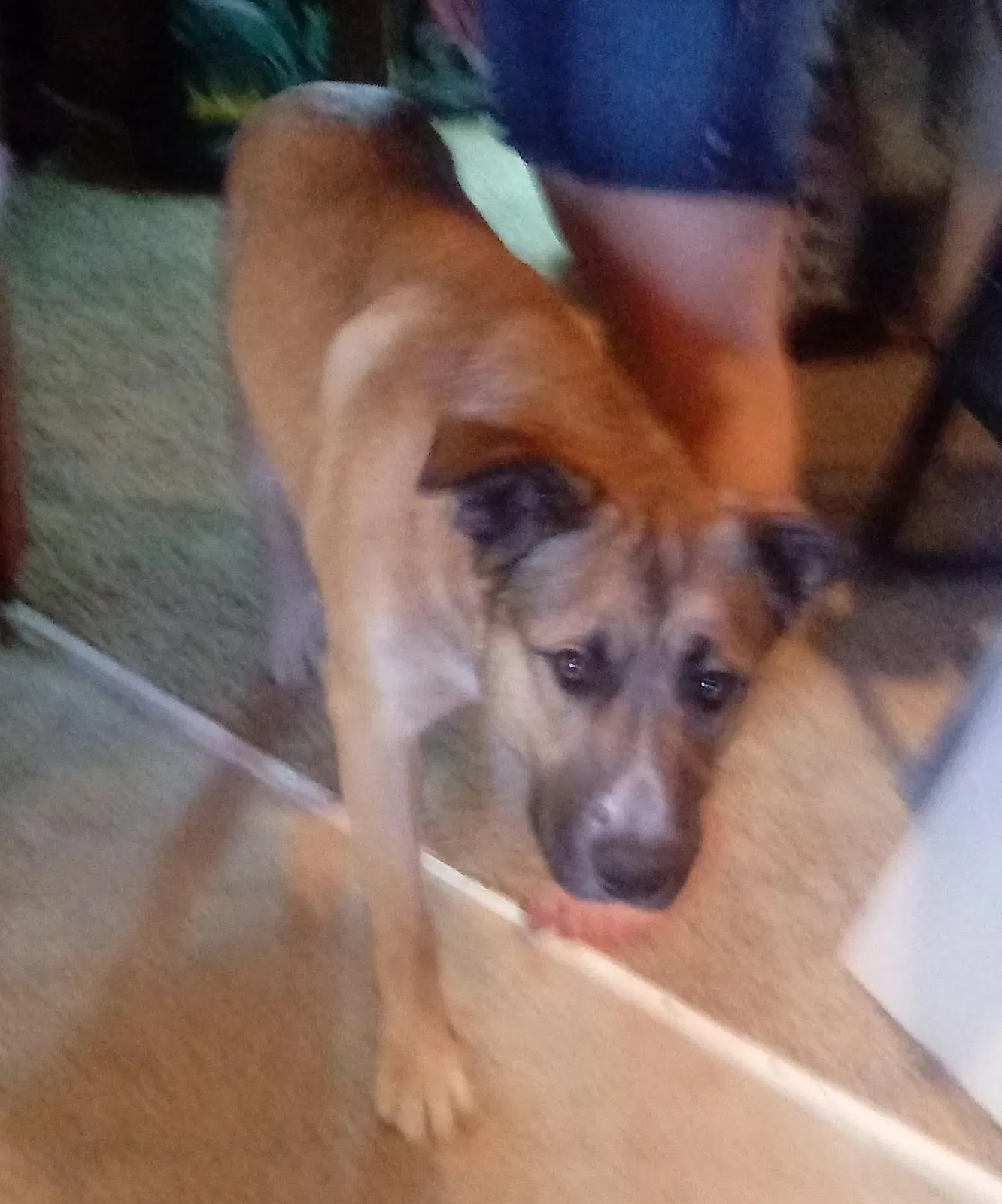 Lost dog in Sacramento, CA, 95831
