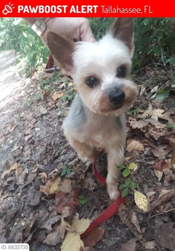 Lost dog in Tallahassee, FL, 32301