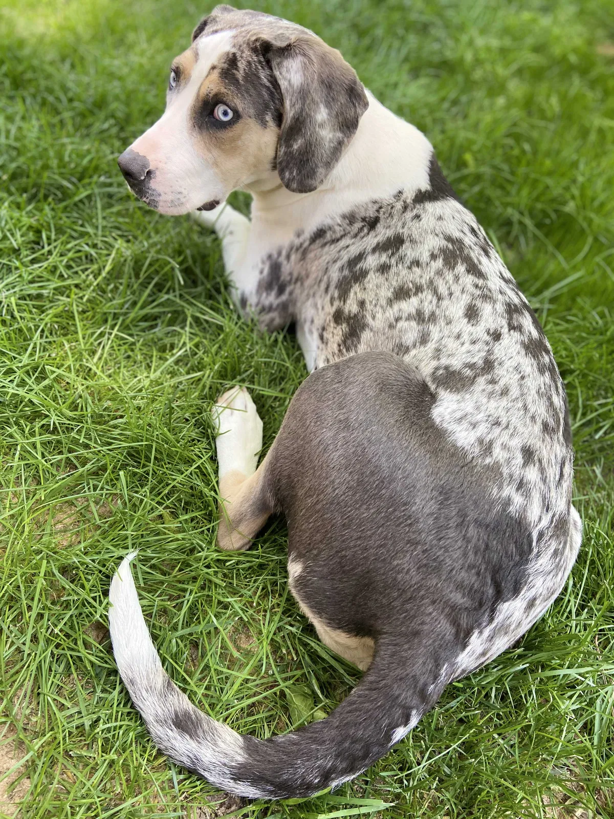 Lost dog in Tulsa, OK, 74114