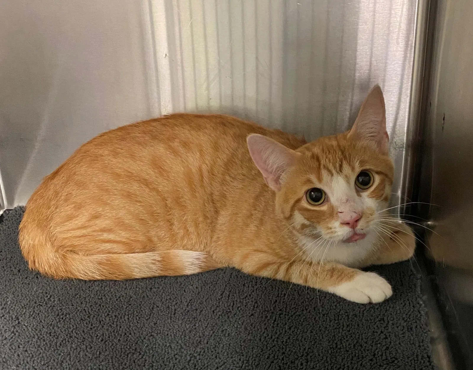 Lost cat in Crittenden, KY, 41030