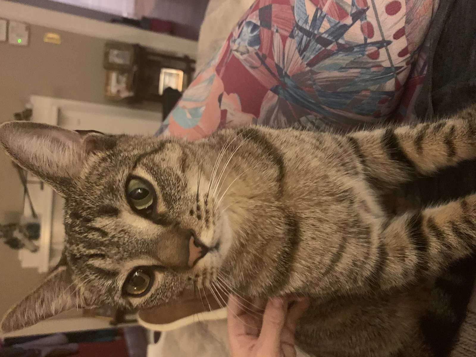 Lost cat in Greenville, SC, 29609