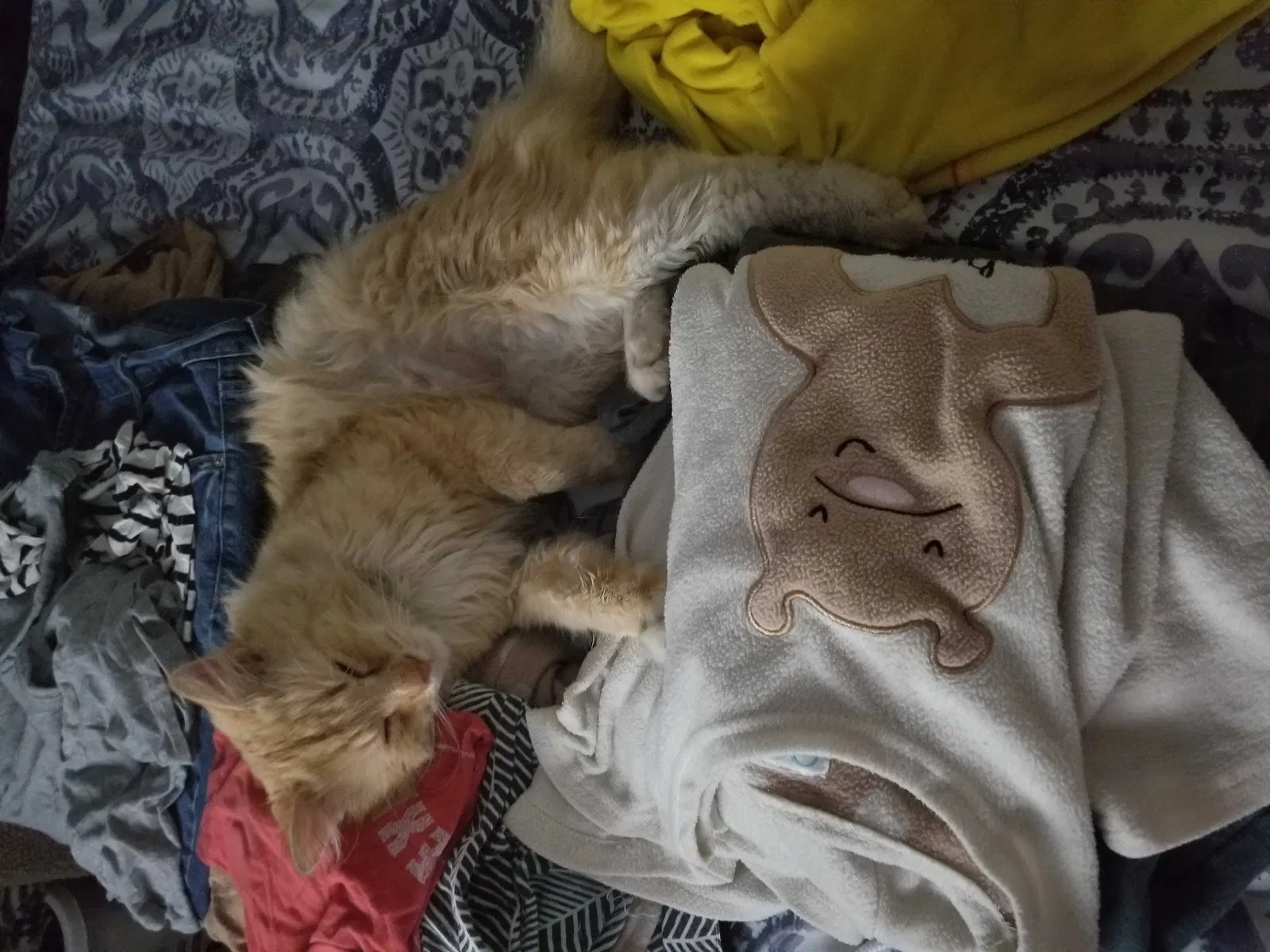Lost cat in El Paso, TX, 79915