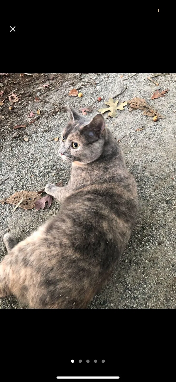 Lost cat in Greensboro, NC, 27410