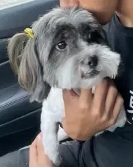 Lost dog in Kissimmee, FL, 34758