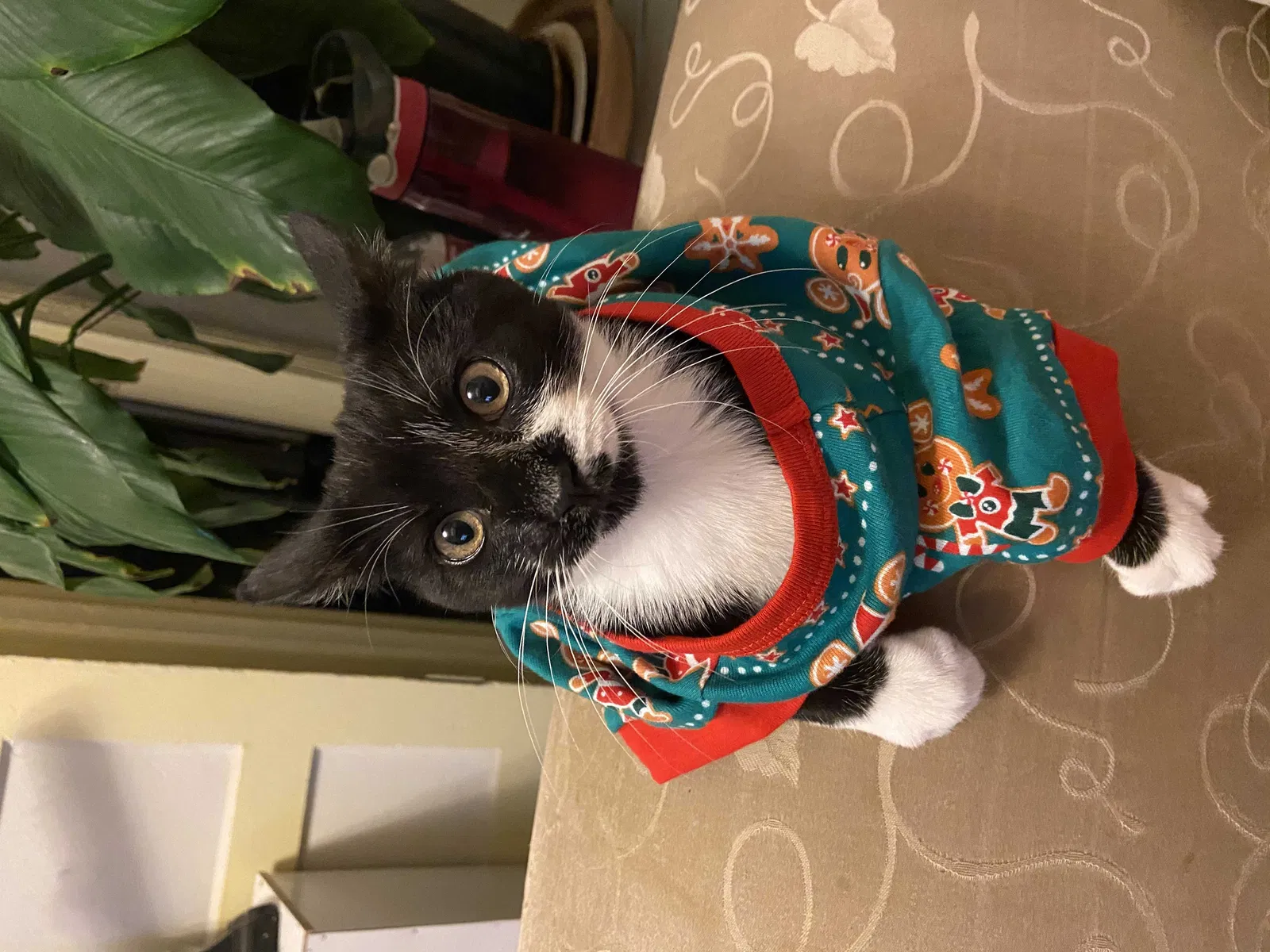 Lost cat in San Francisco, CA, 94110