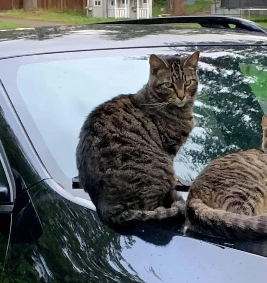 Lost cat in Tacoma, WA, 98424