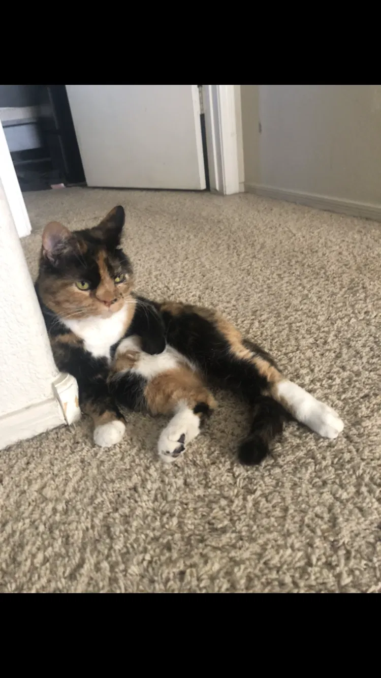 Lost cat in Glendale, AZ, 85308