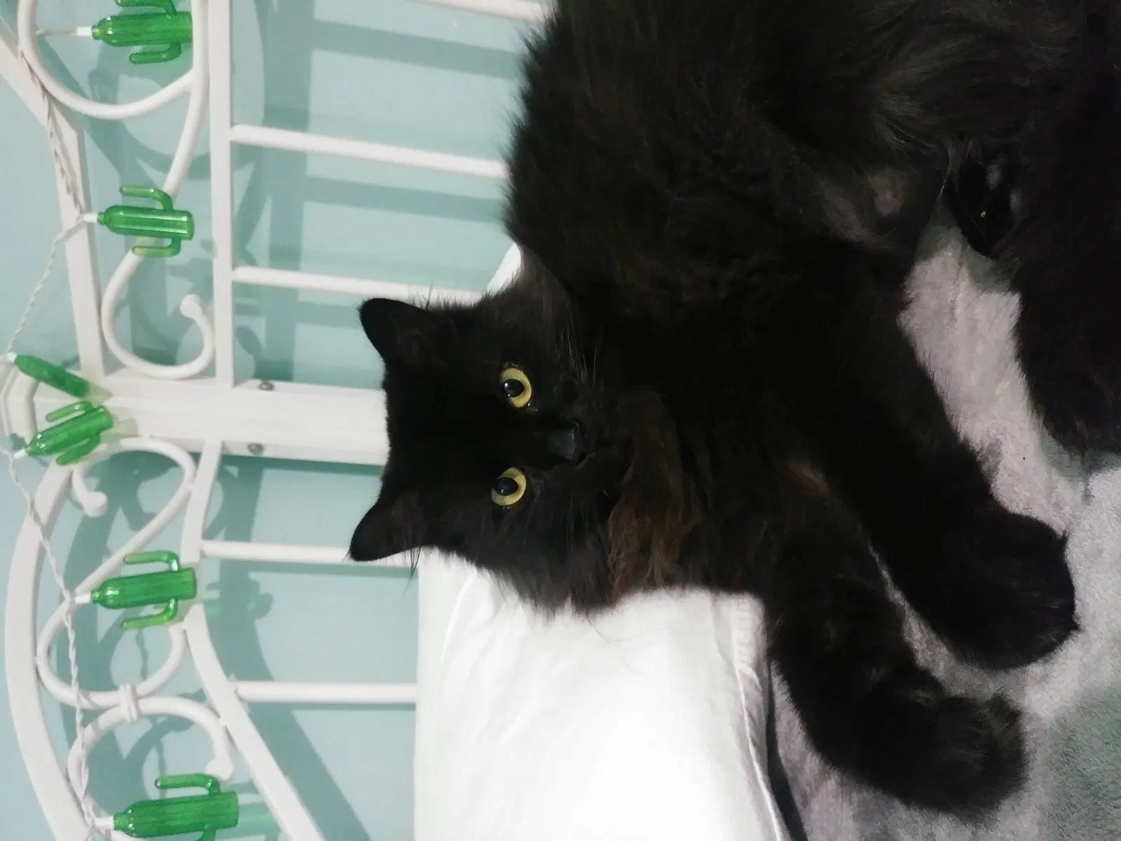 Lost cat in College Park, MD, 20740