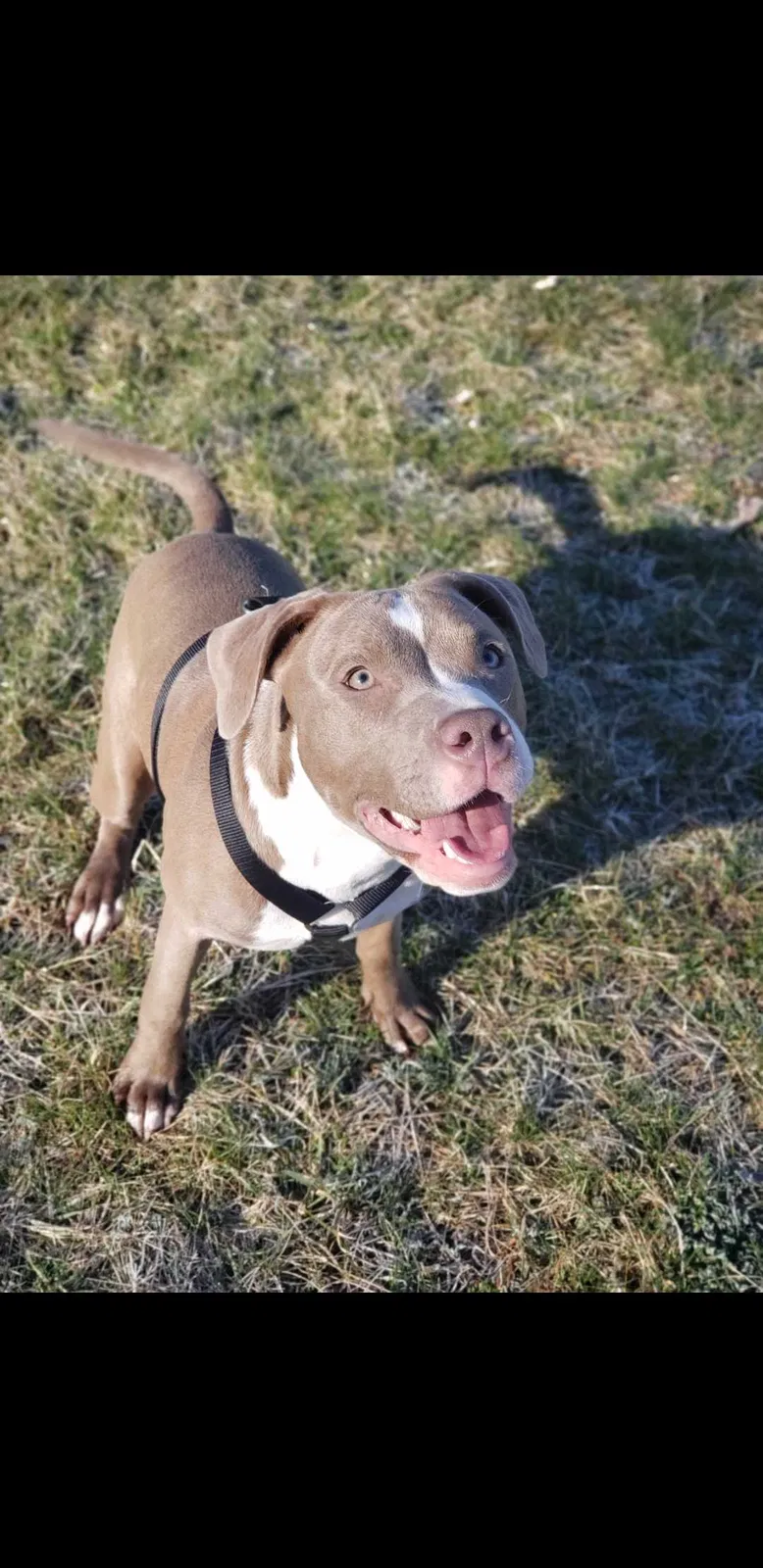 Lost dog in Dayton, OH, 45431