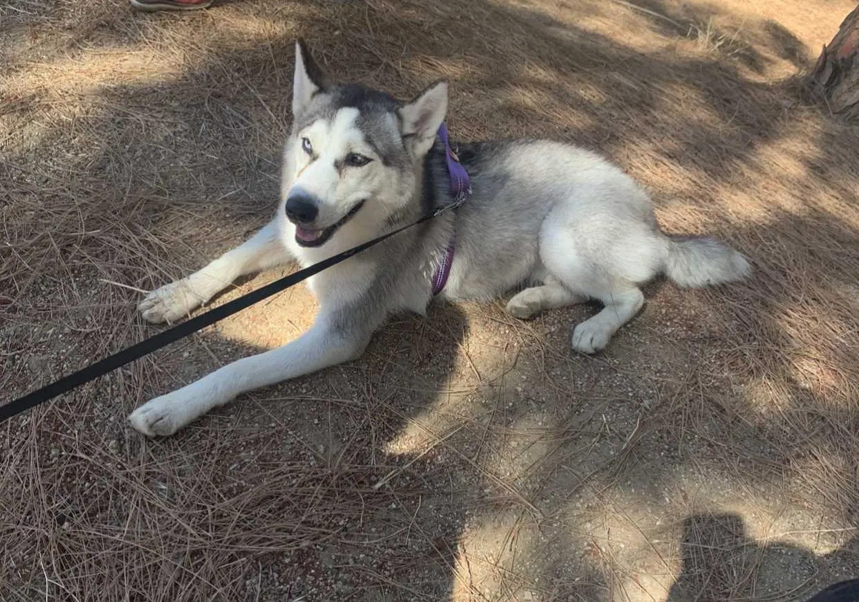 Lost dog in Los Angeles, CA, 90001