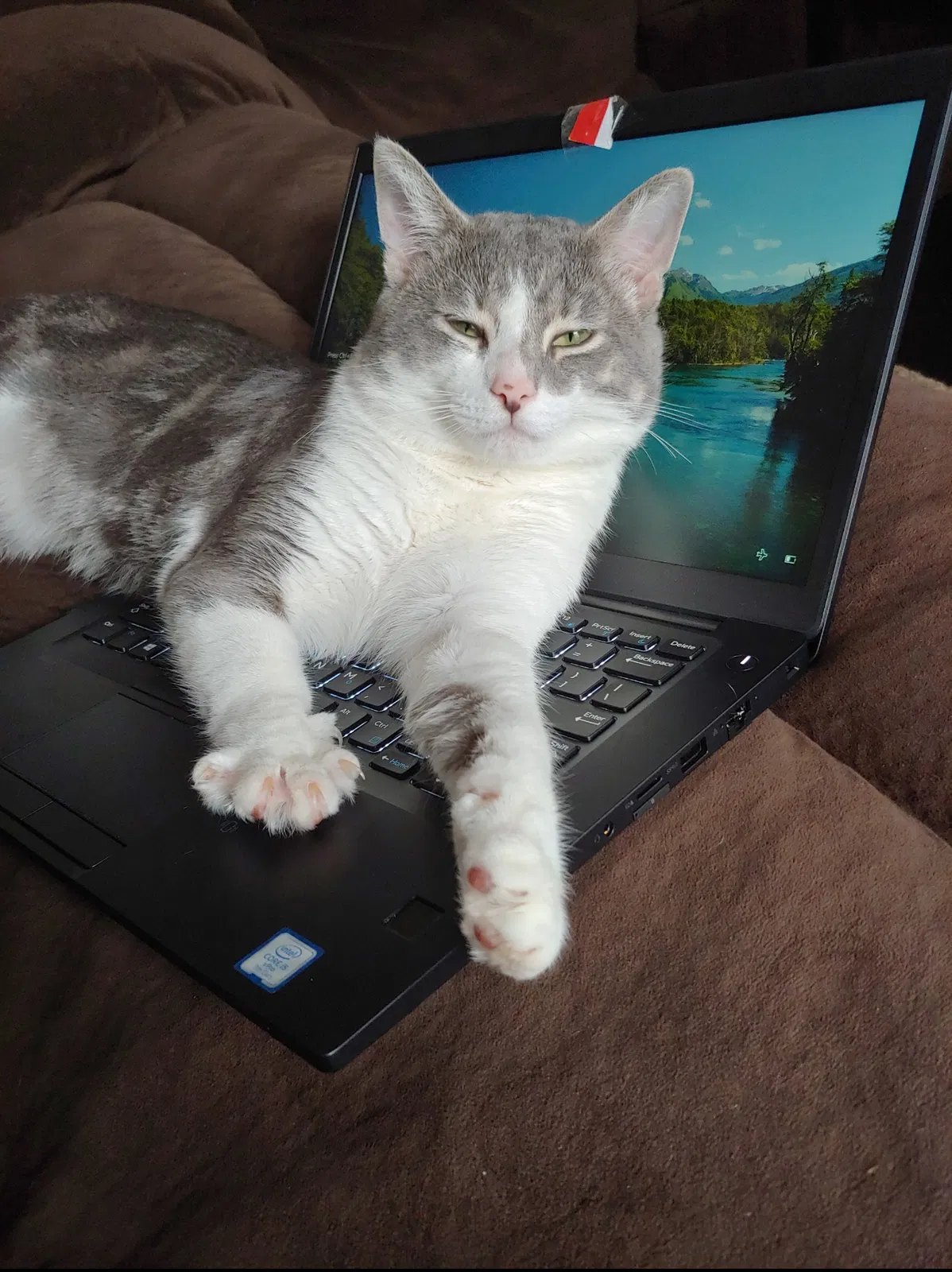 Lost cat in Canal Winchester, OH, 43110