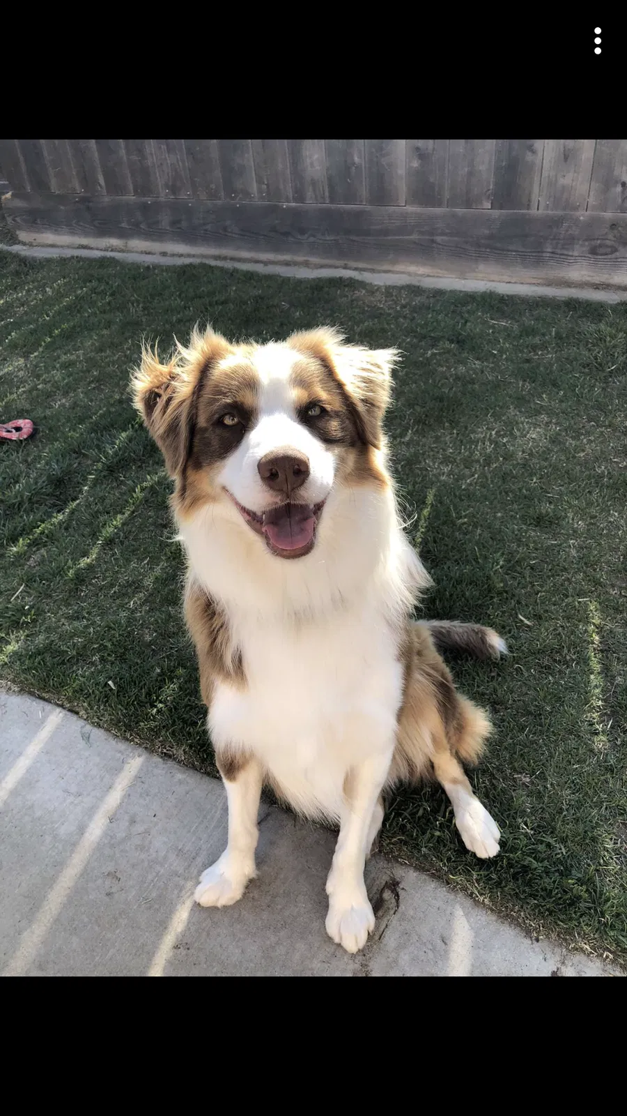 Lost dog in Ceres, CA, 95307