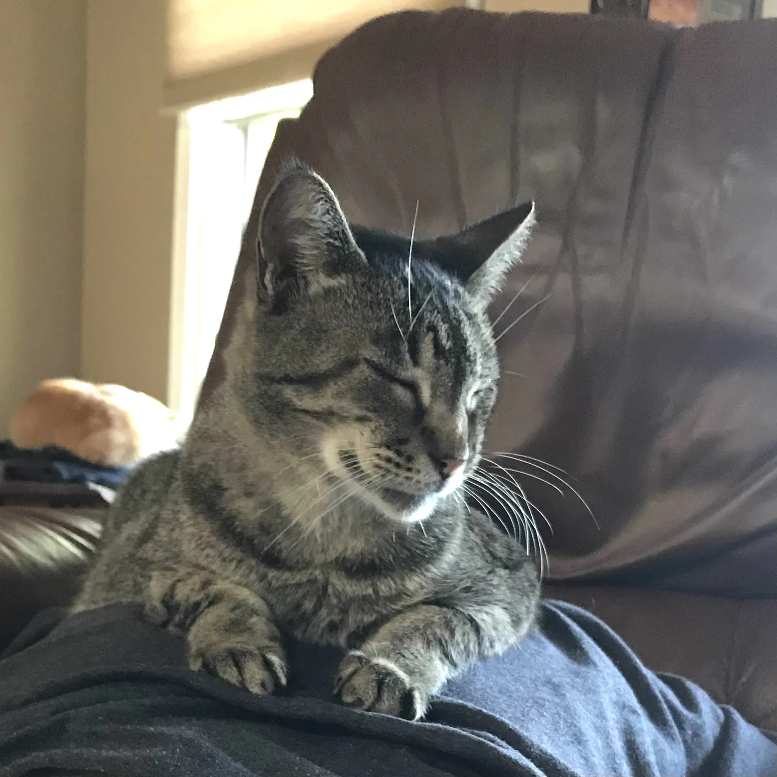Lost cat in Xenia, OH, 45385