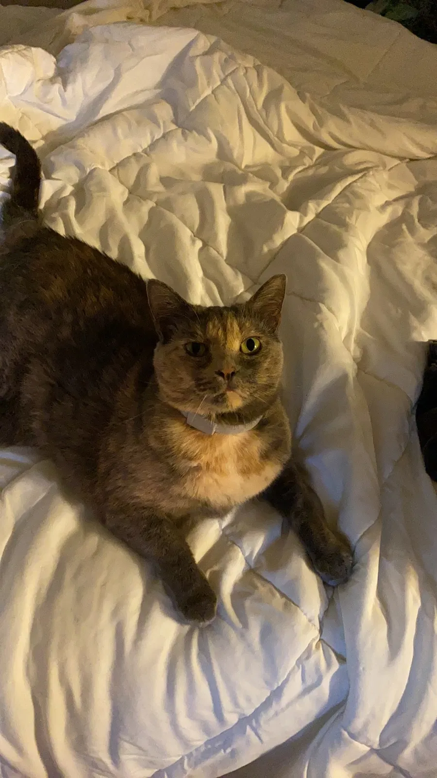 Lost cat in Charlotte, NC, 28210