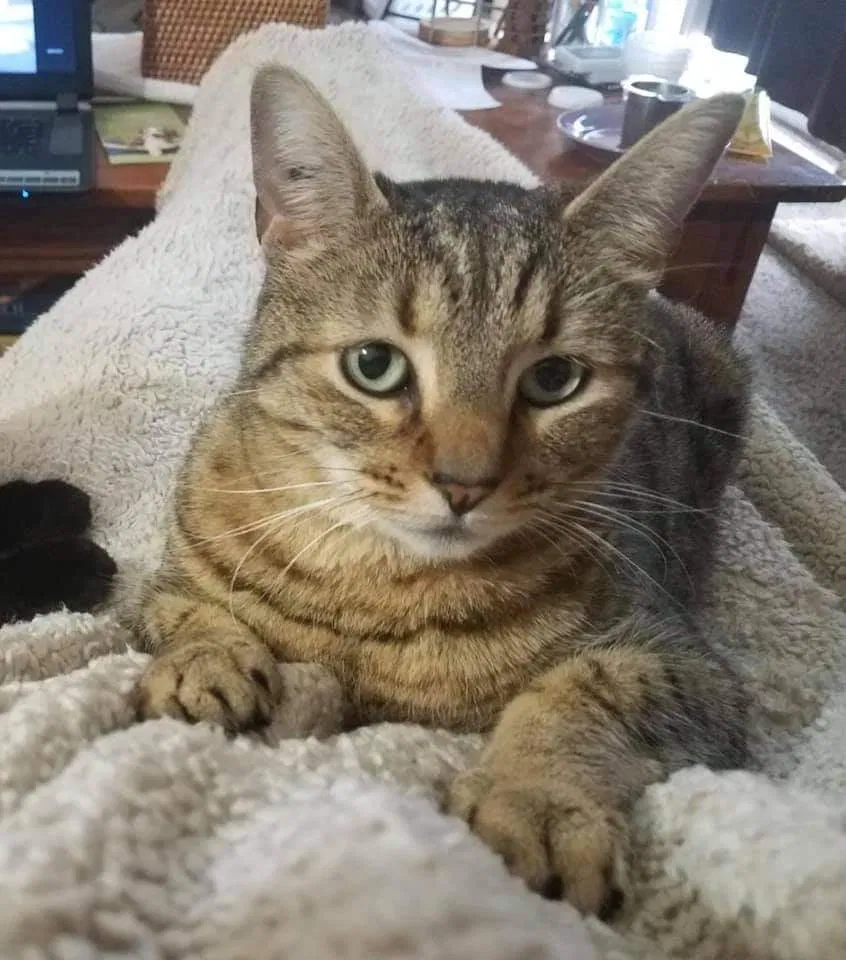 Lost cat in Olympia, WA, 98501