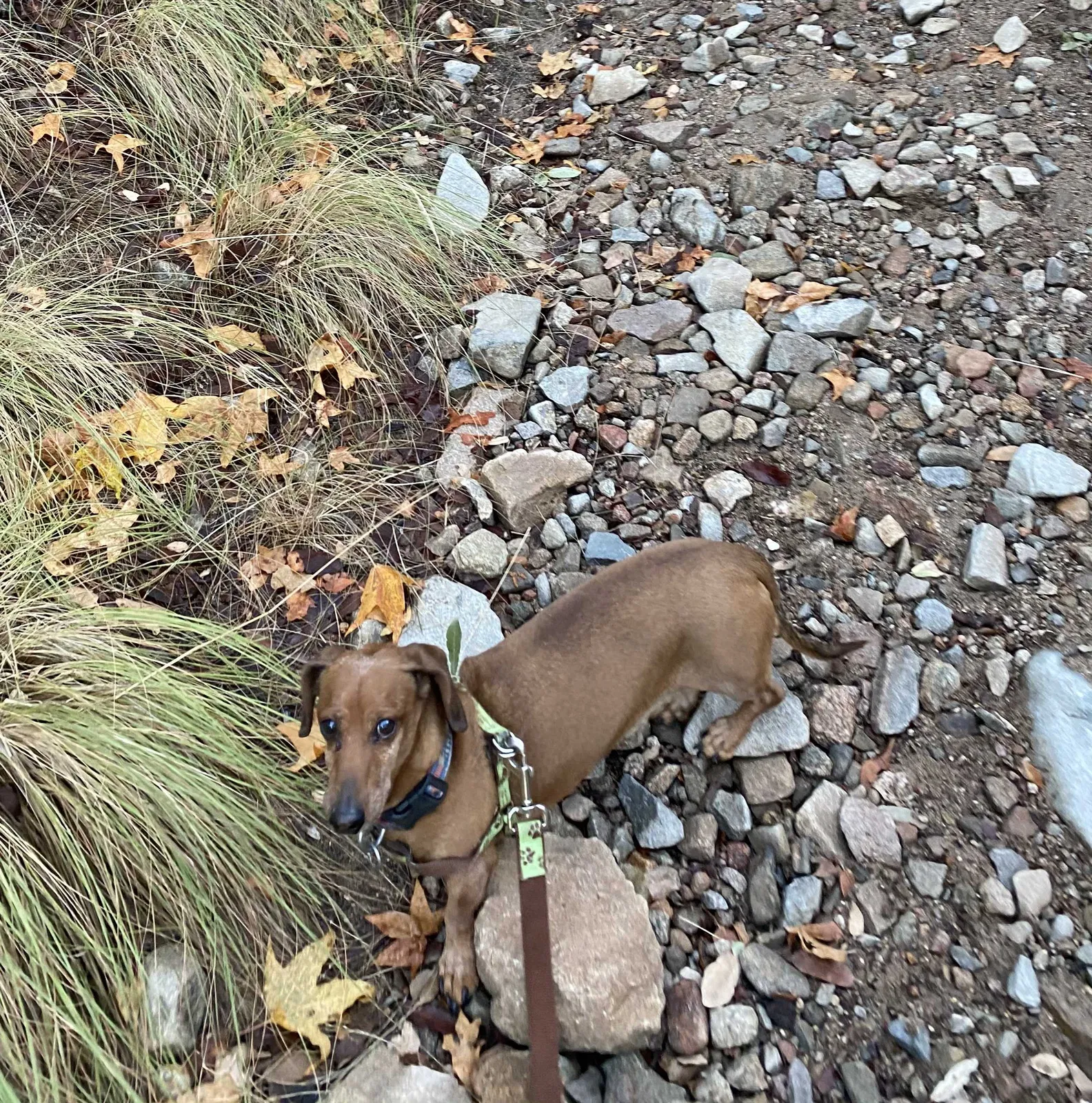 Lost dog in Tucson, AZ, 85746