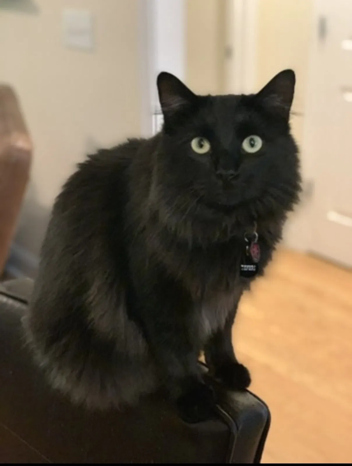 Lost cat in Leland, NC, 28451