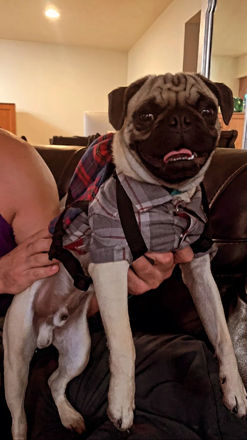Lost dog in Rio Rancho, NM, 87144