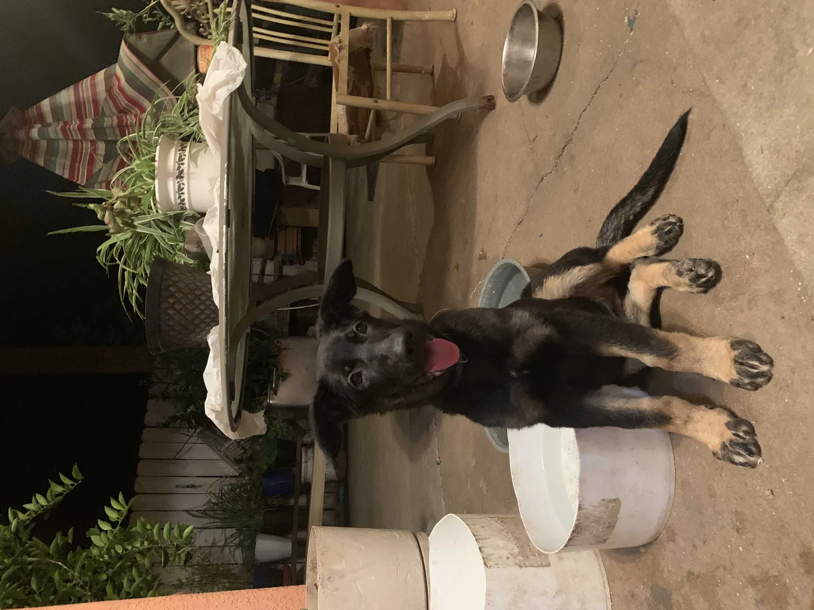 Lost dog in Wichita, KS, 67204